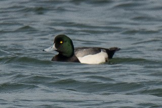 Greater Scaup, ML51149681