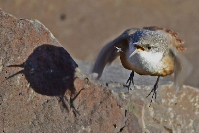 A bird flycatching. - Canyon Wren - 