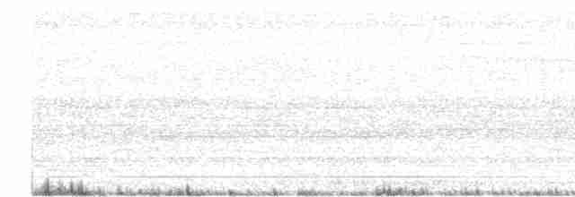 Тиранчик-короткодзьоб південний - ML511498711