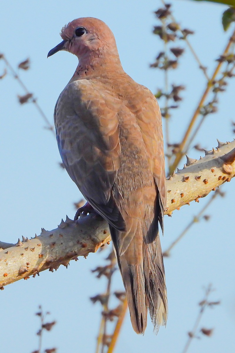 Laughing Dove - ML511498751