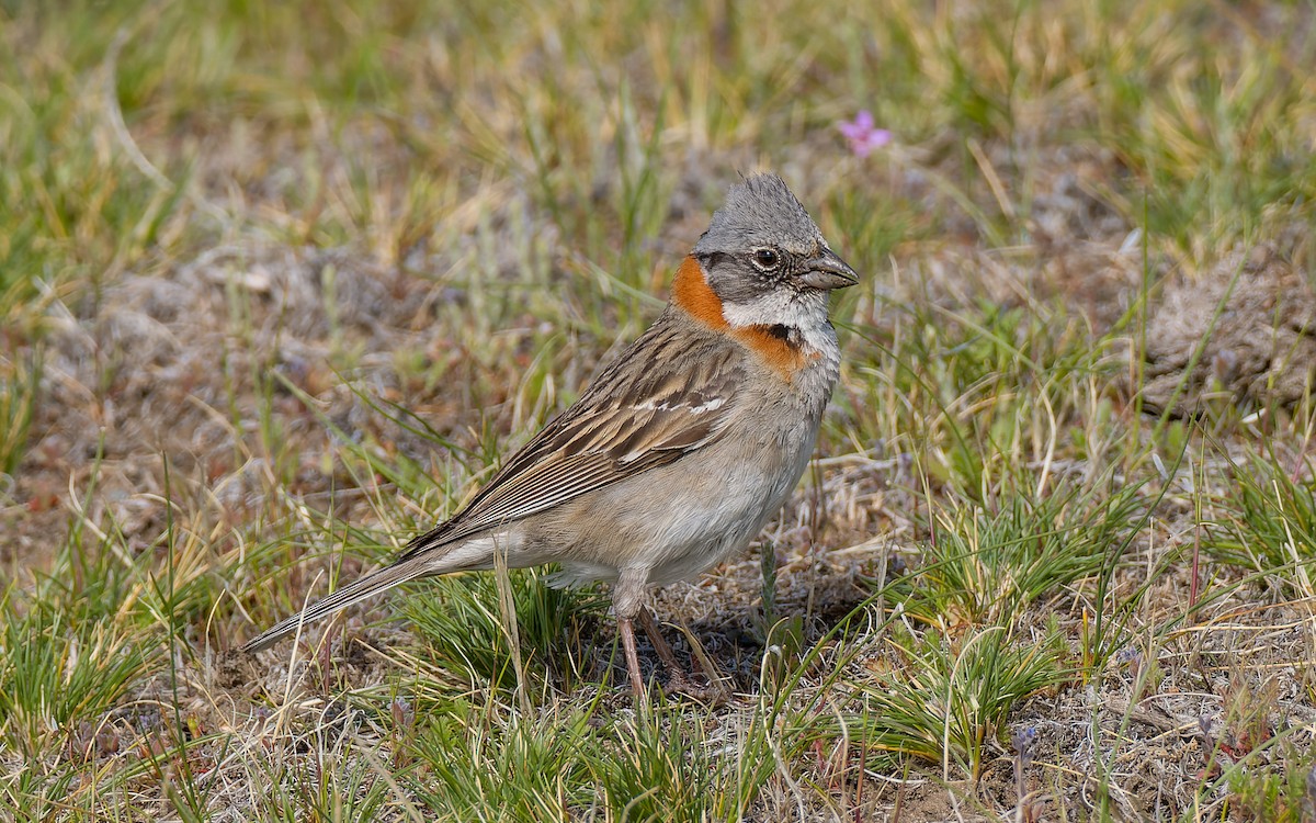 Rufous-collared Sparrow - ML511501411