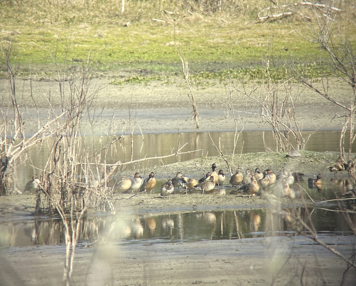 Green-winged Teal - Tom Rodriguez