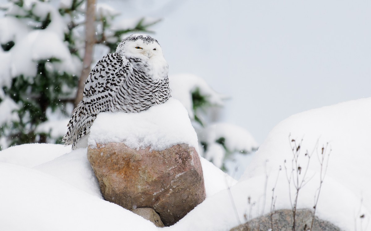 Snowy Owl - ML511510851