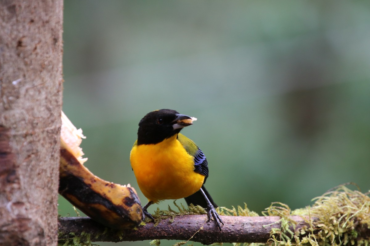 Black-chinned Mountain Tanager - ML511519701