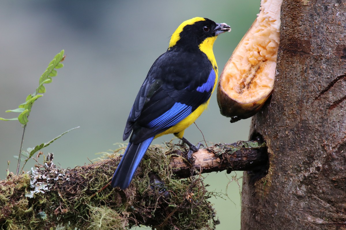 Black-chinned Mountain Tanager - ML511519711