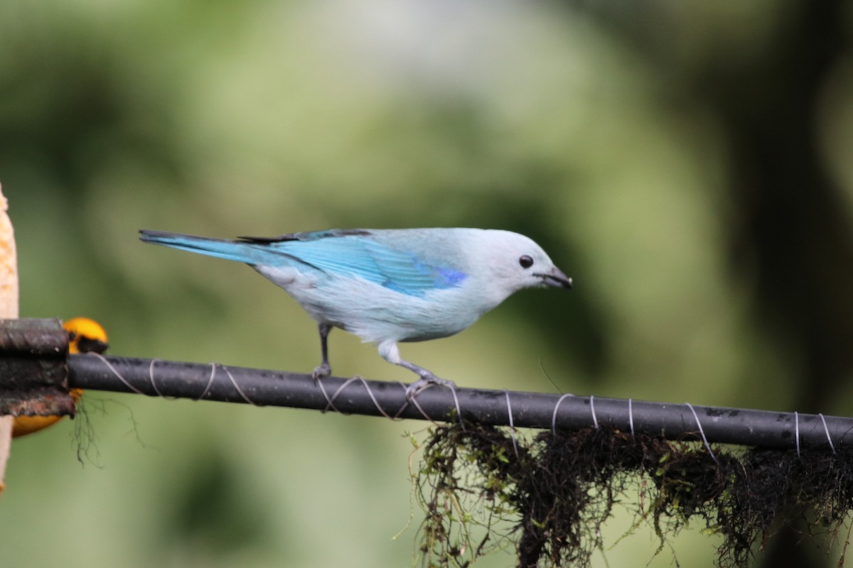Blue-gray Tanager - ML511519781