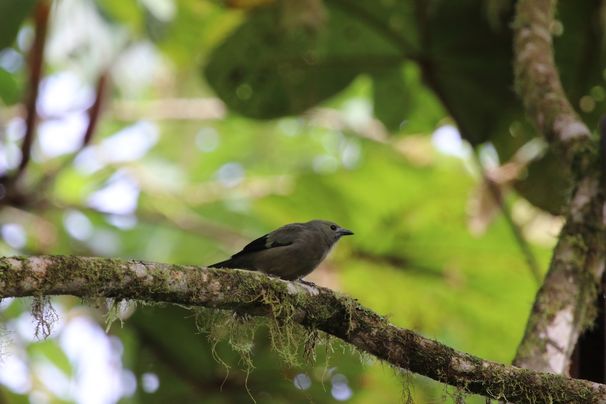 Palm Tanager - ML511519831