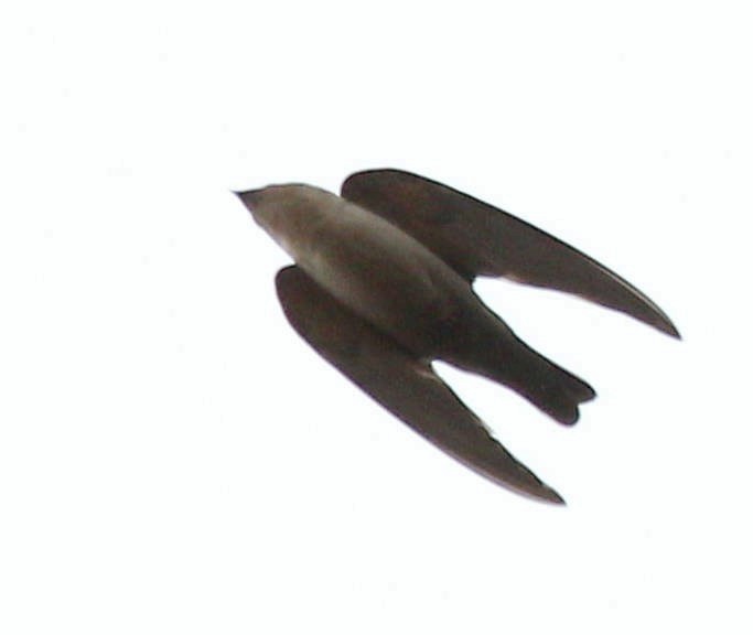 Коричневогорлая береговушка - ML51152001