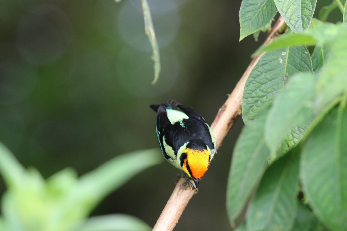 Flame-faced Tanager - ML511520041