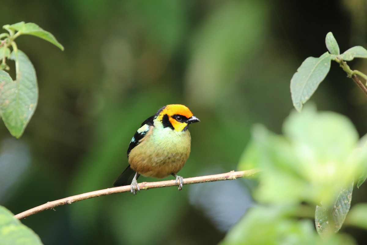 Flame-faced Tanager - ML511520071