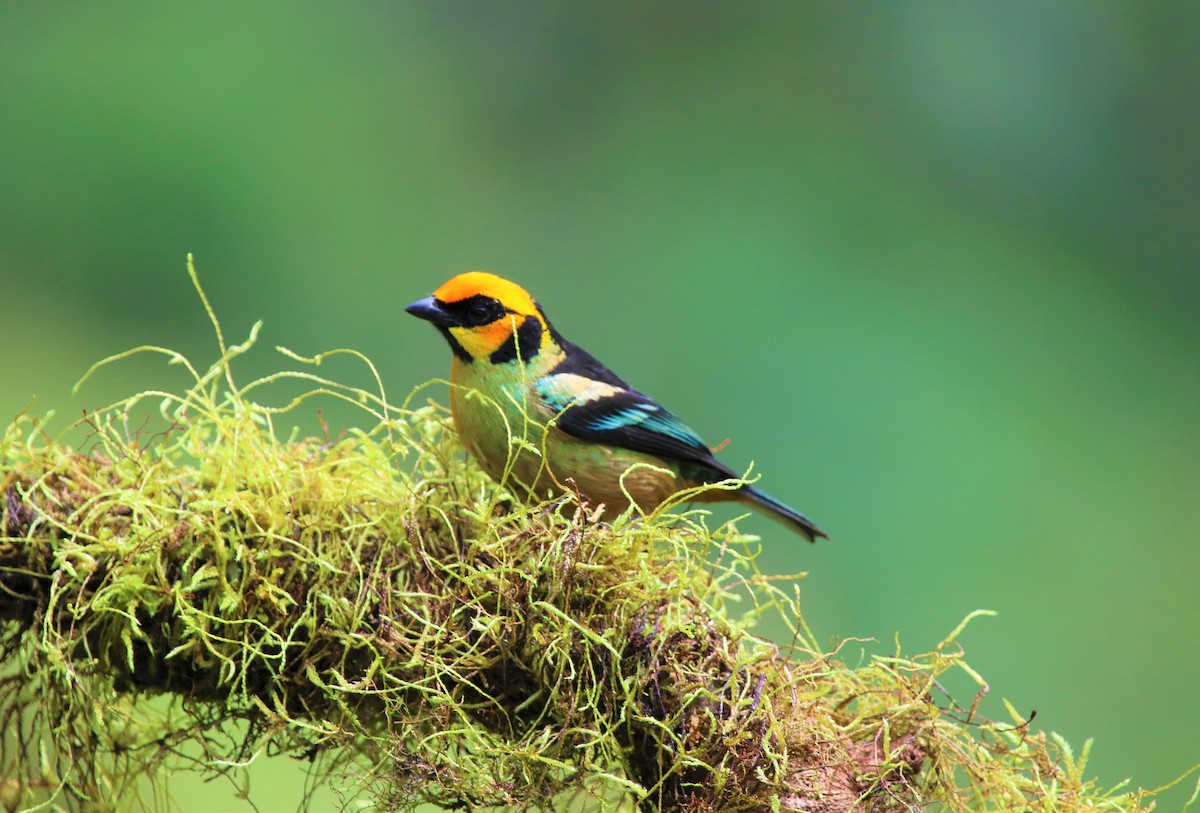 Flame-faced Tanager - ML511520191