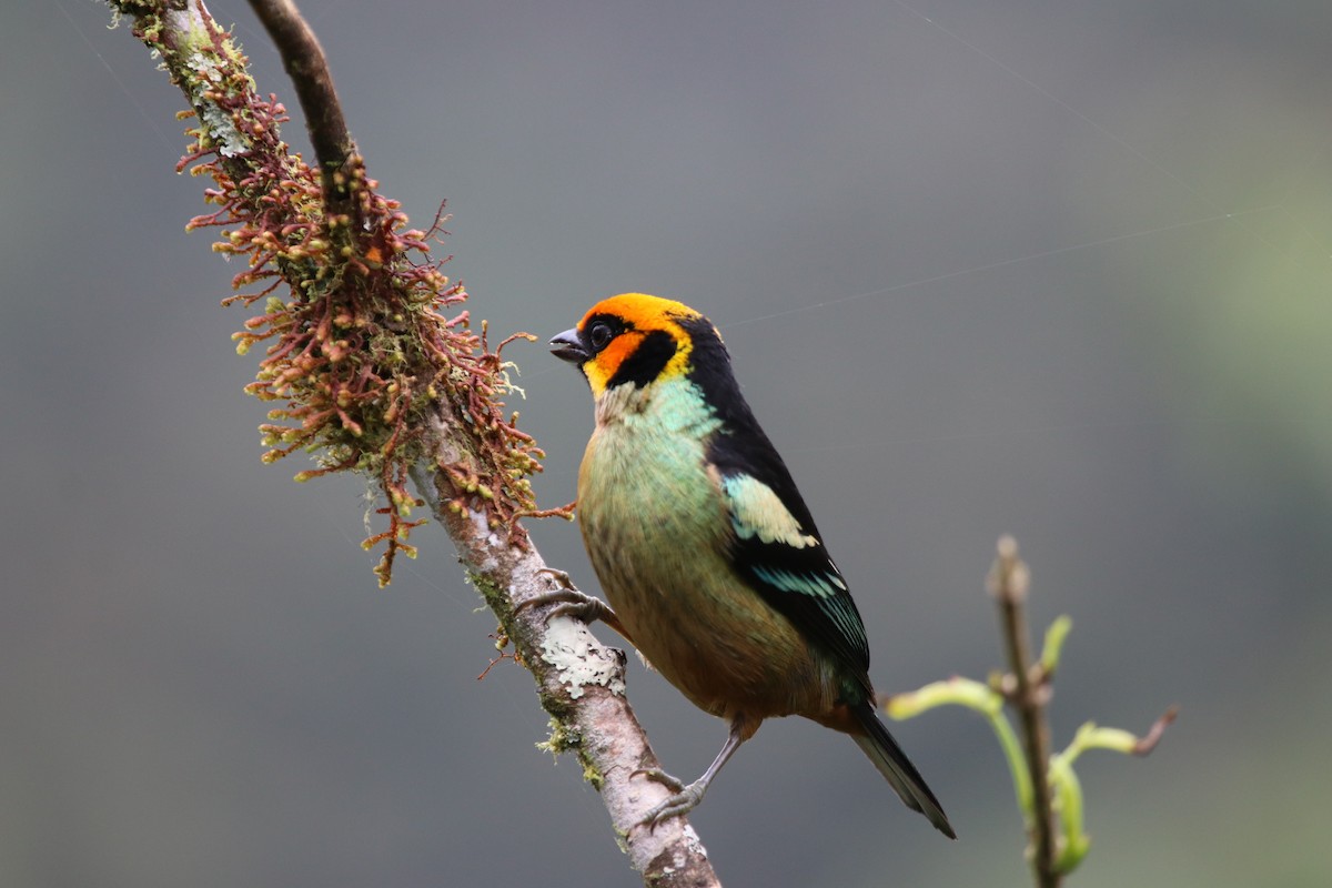 Flame-faced Tanager - ML511520211