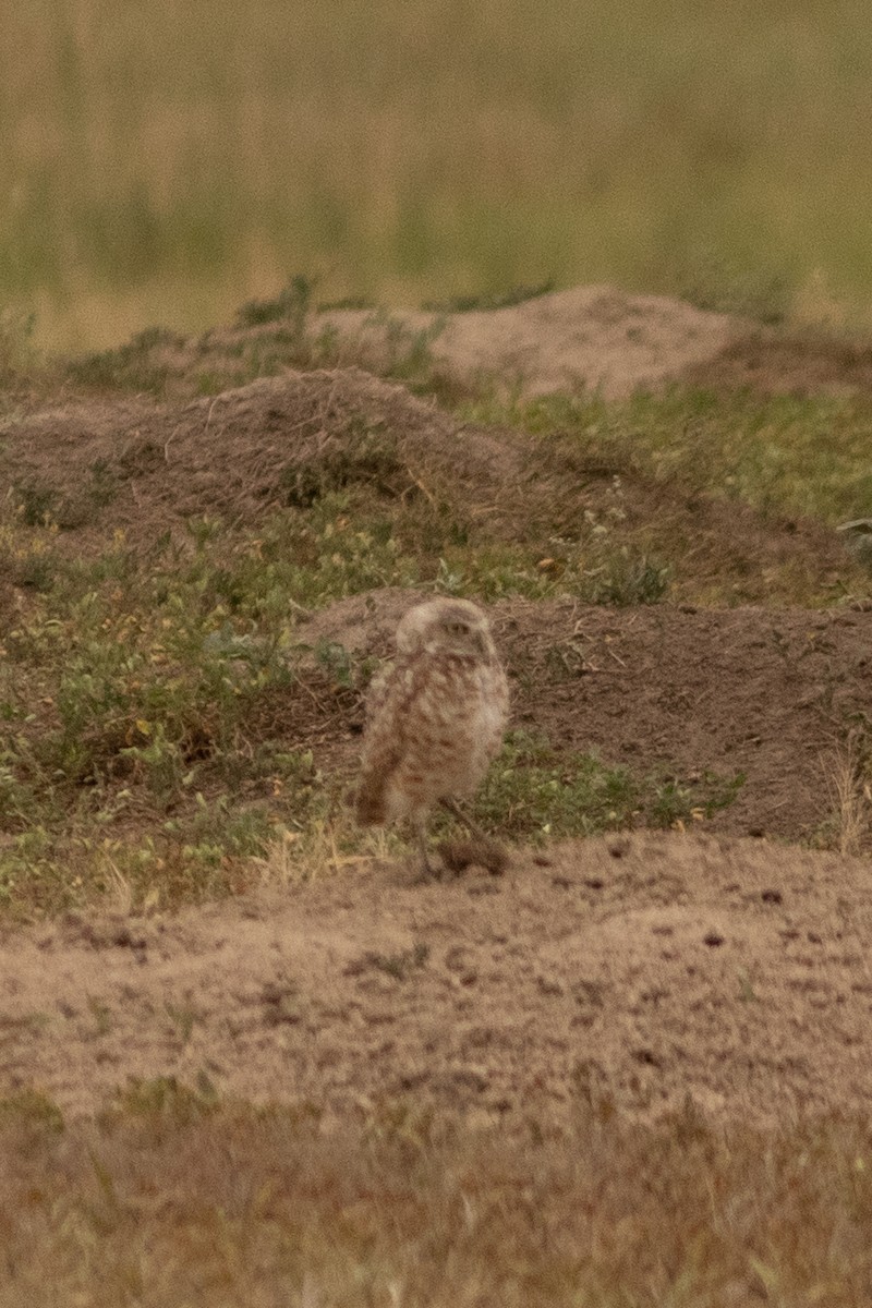 Burrowing Owl - ML511520341