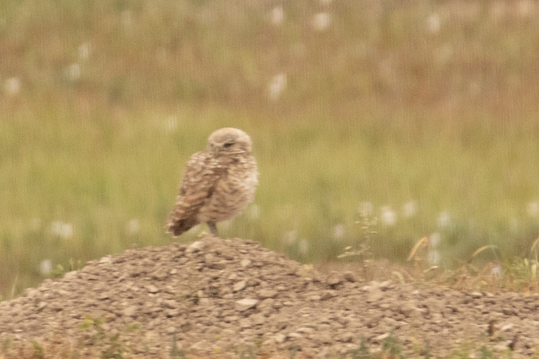 Burrowing Owl - ML511520351