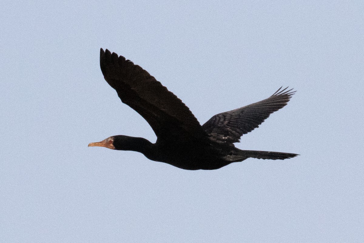 Long-tailed Cormorant - ML511527621