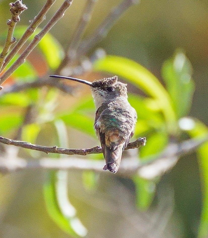 Oasis Hummingbird - ML511541021