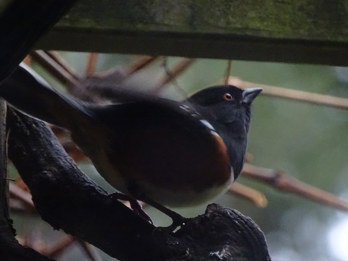 Spotted Towhee - ML511541481