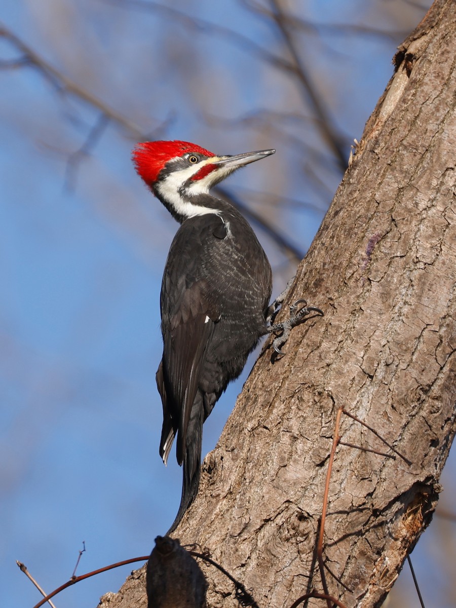 Pileated Woodpecker - ML511541641