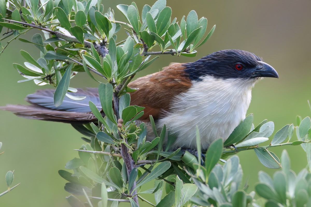 White-browed Coucal - ML511552221
