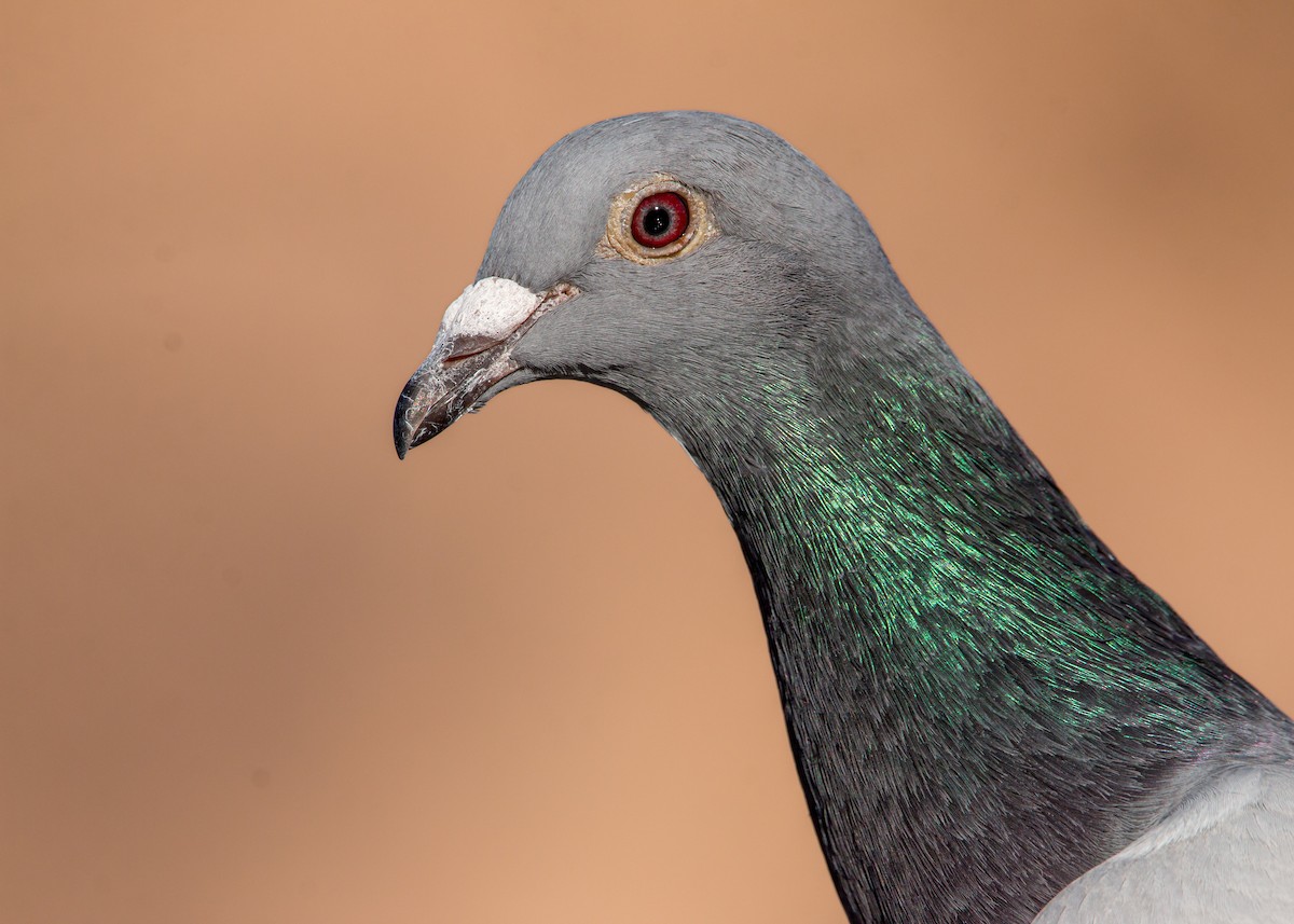 Rock Pigeon (Feral Pigeon) - Braxton Landsman