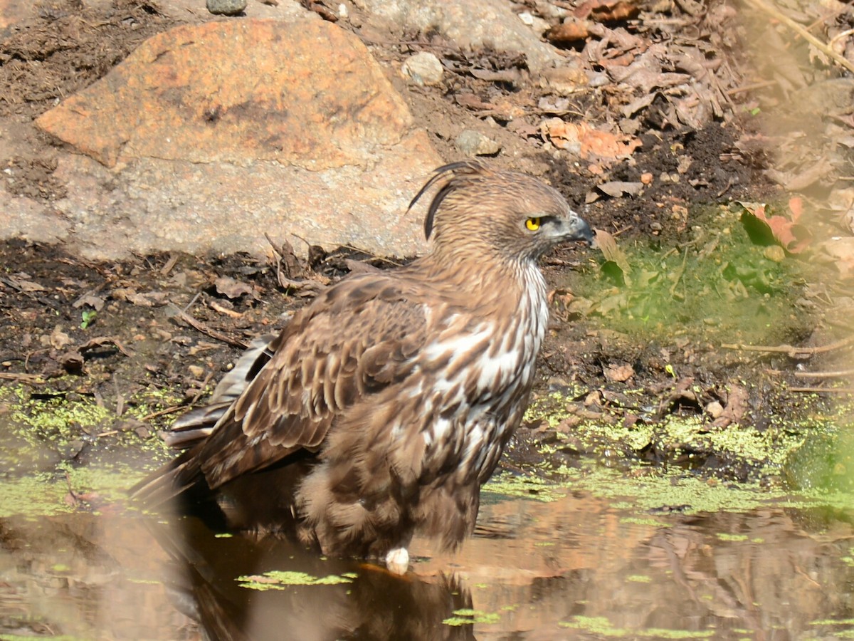 Changeable Hawk-Eagle (Crested) - Renuka Vijayaraghavan