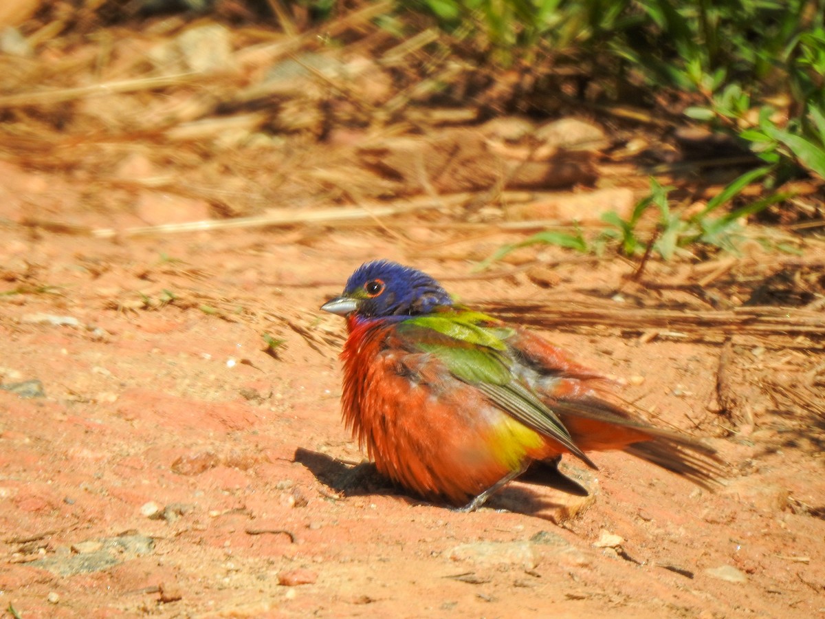 Painted Bunting - ML511558741