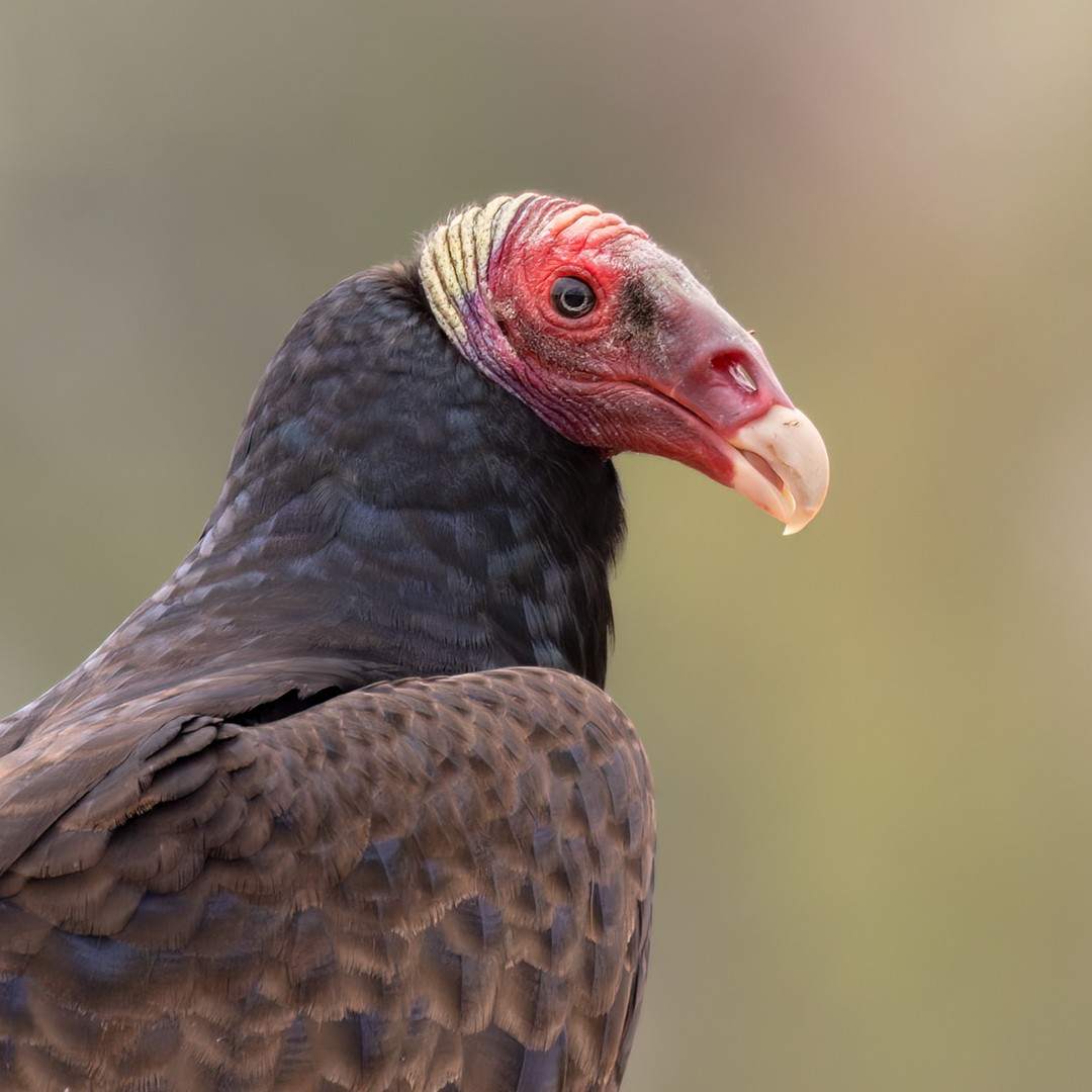 Turkey Vulture - Lars Petersson | My World of Bird Photography