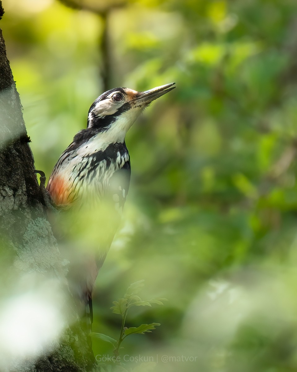 White-backed Woodpecker - Gökçe Coşkun