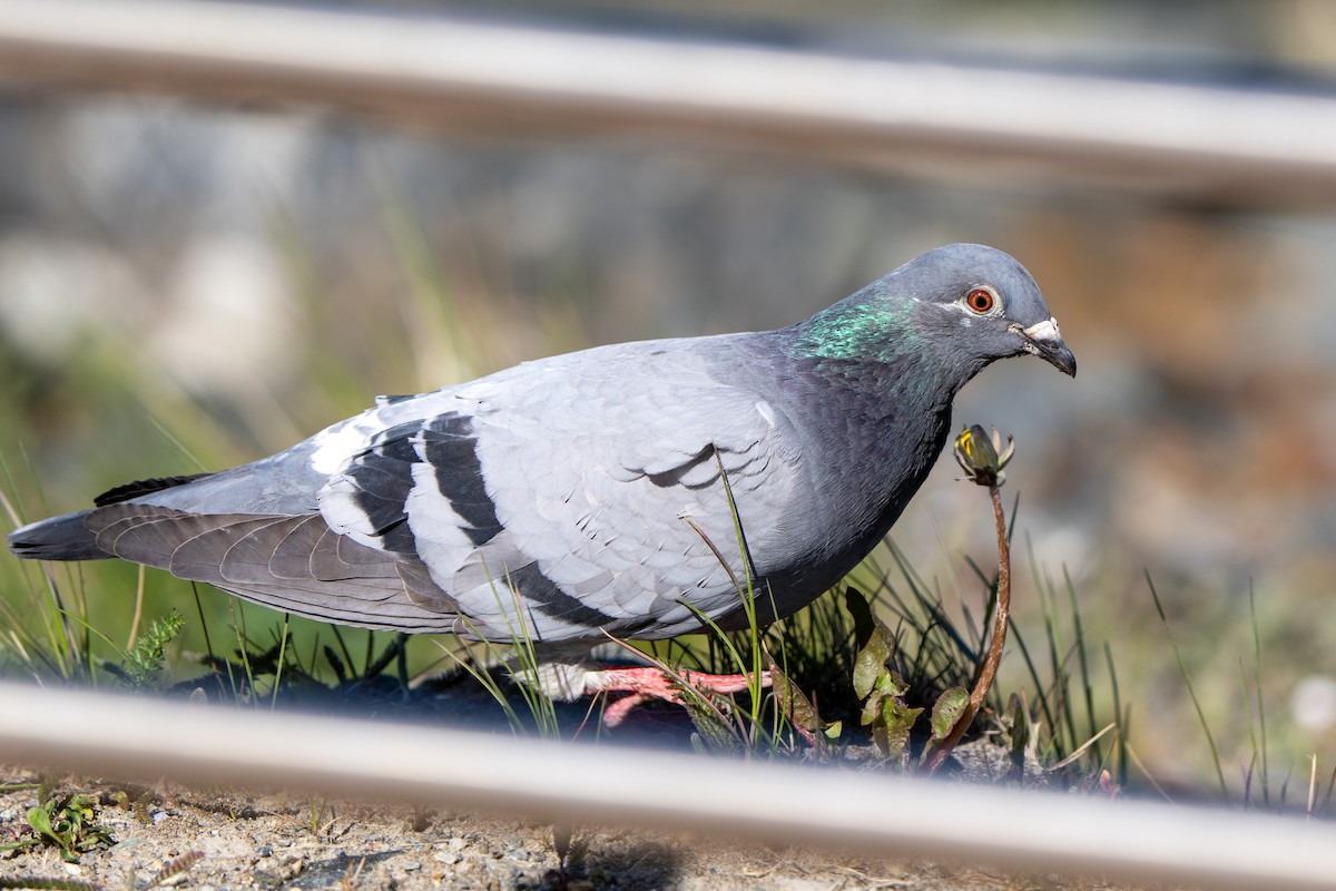 Rock Pigeon (Feral Pigeon) - ML511561131