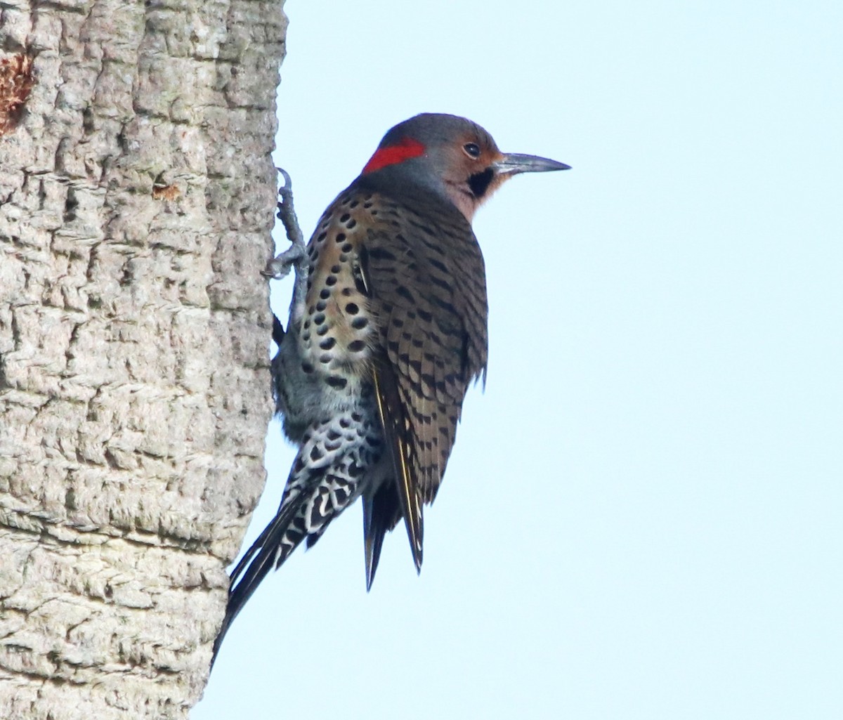 Northern Flicker (Yellow-shafted) - ML511561831