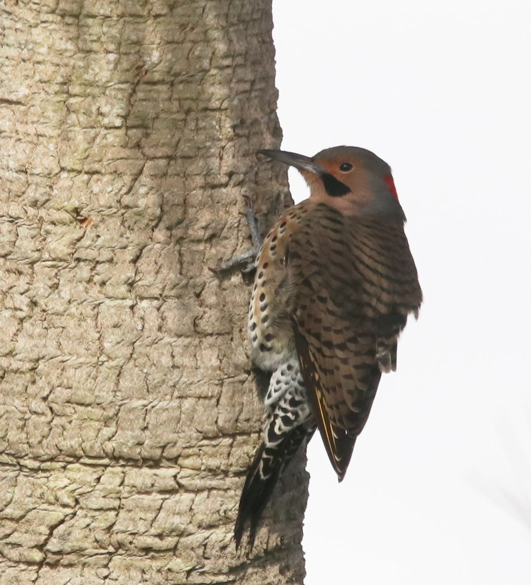 Northern Flicker (Yellow-shafted) - ML511561841