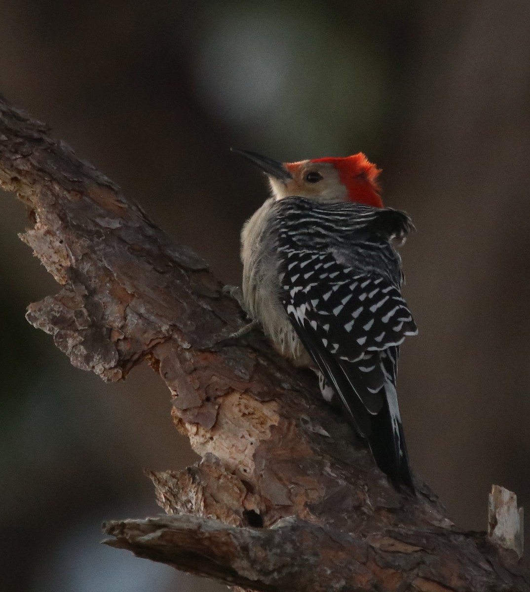 Red-bellied Woodpecker - Loren Kliewer