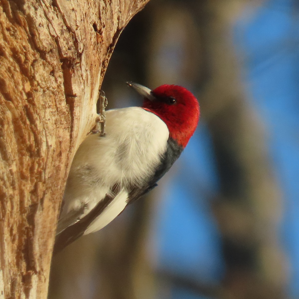 Red-headed Woodpecker - ML511562791