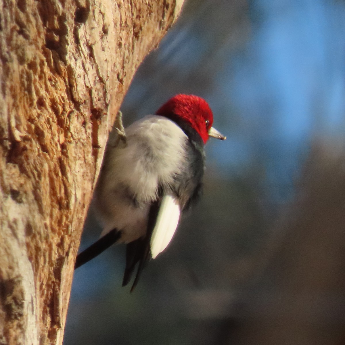 Red-headed Woodpecker - ML511562811