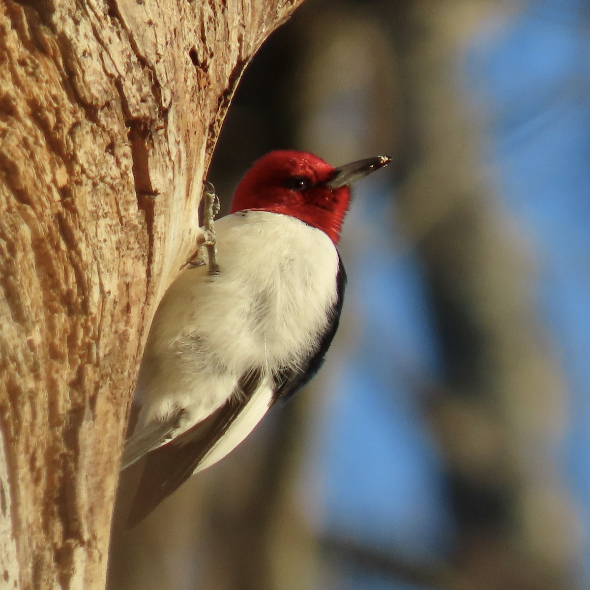 Red-headed Woodpecker - ML511562821
