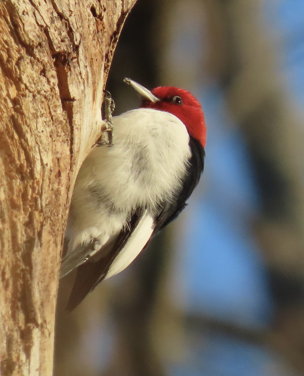 Red-headed Woodpecker - ML511563081