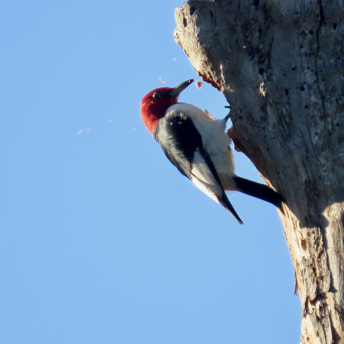 Red-headed Woodpecker - ML511563161