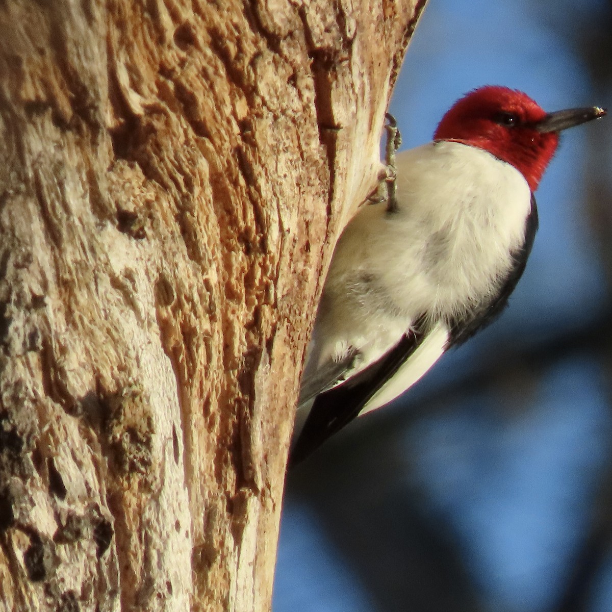 Red-headed Woodpecker - ML511563421