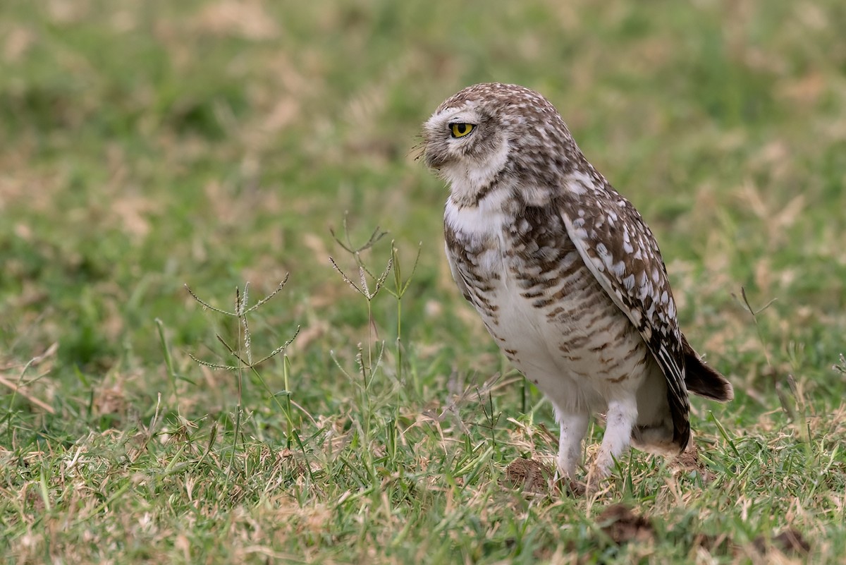 Burrowing Owl - Lars Petersson | My World of Bird Photography