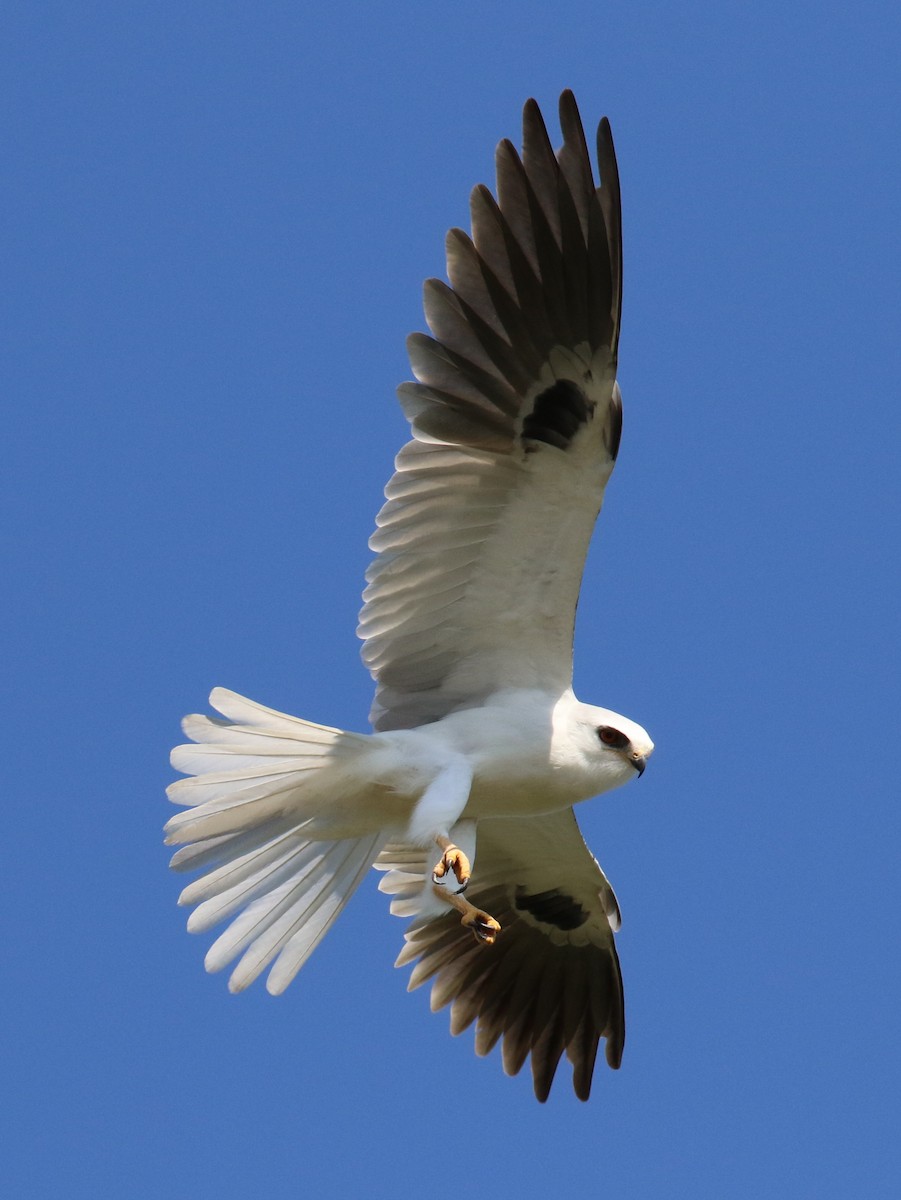 White-tailed Kite - ML51156501
