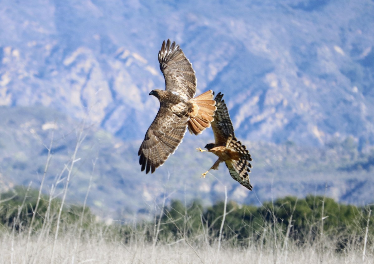 Red-tailed Hawk - ML511567621