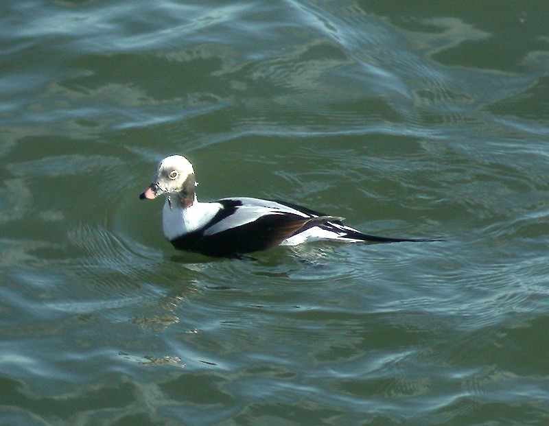 Long-tailed Duck - ML511569001