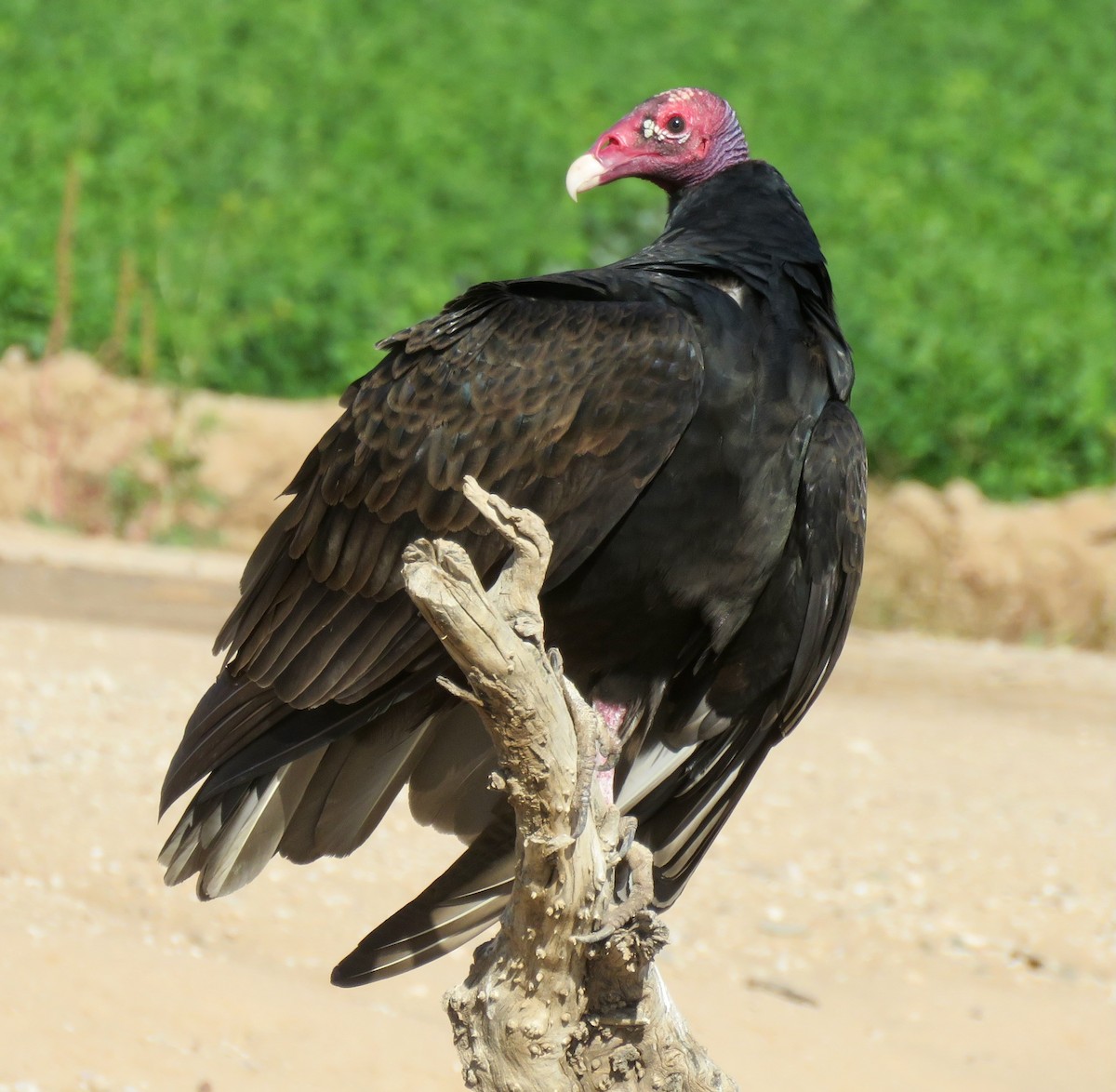 Turkey Vulture - Mark A. Brogie