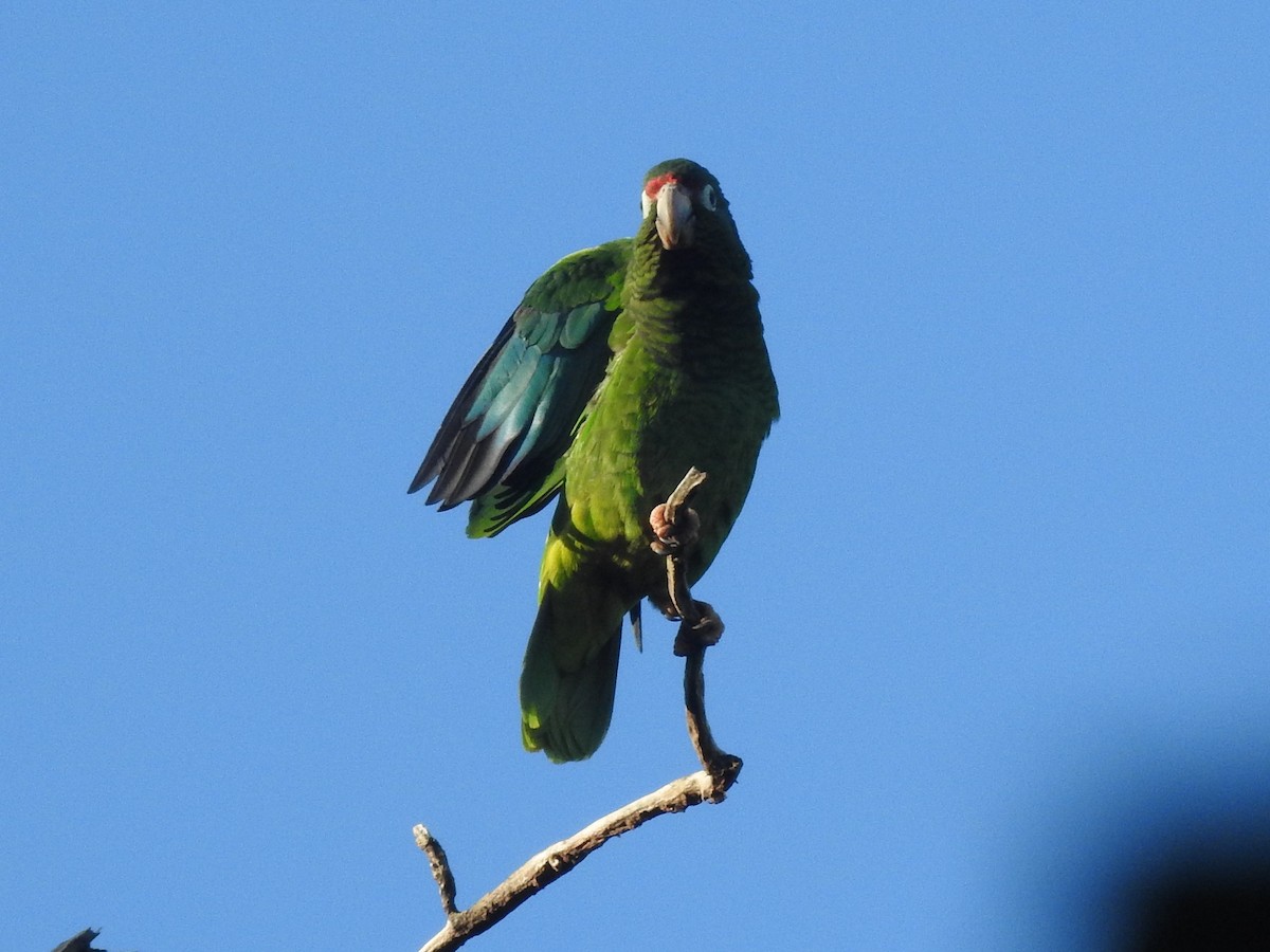 Puerto Rican Parrot - Colleen Cowdery