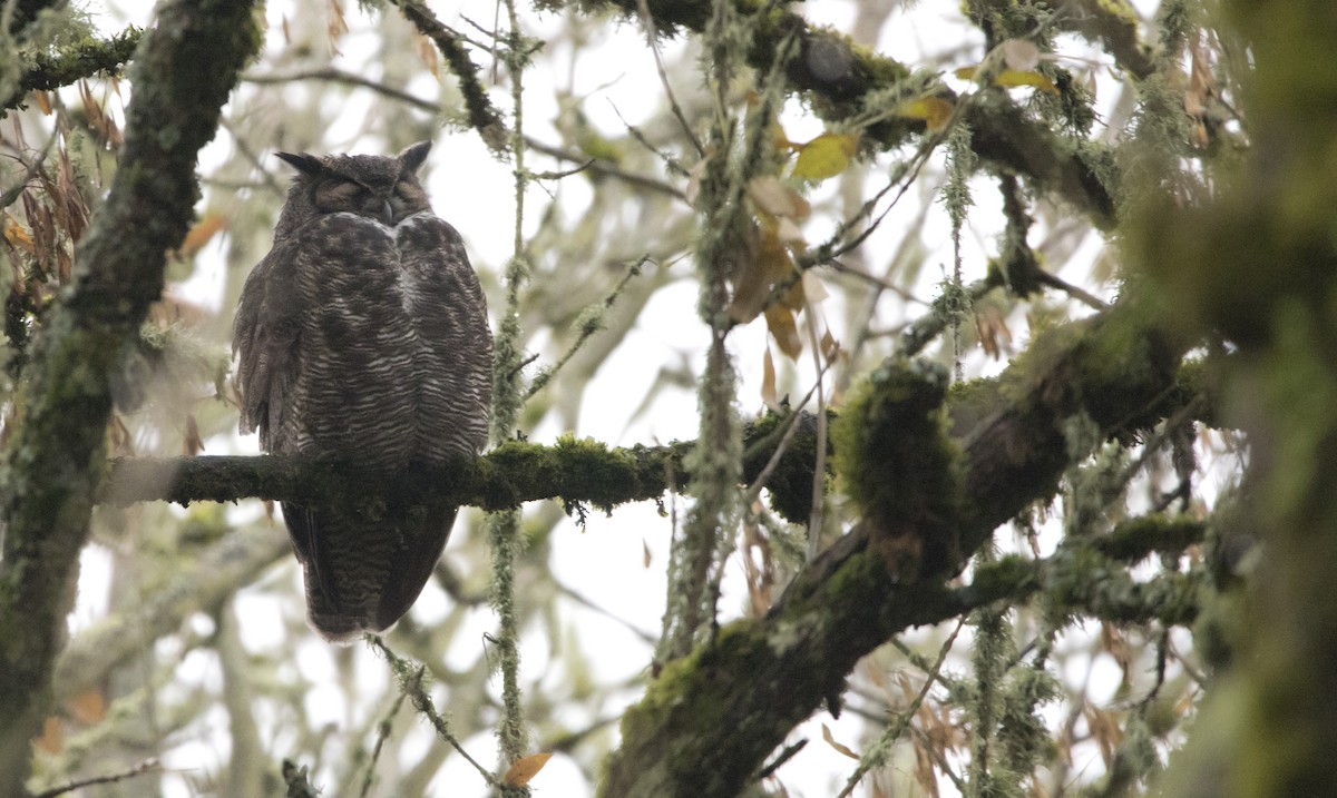 Great Horned Owl - ML511576711