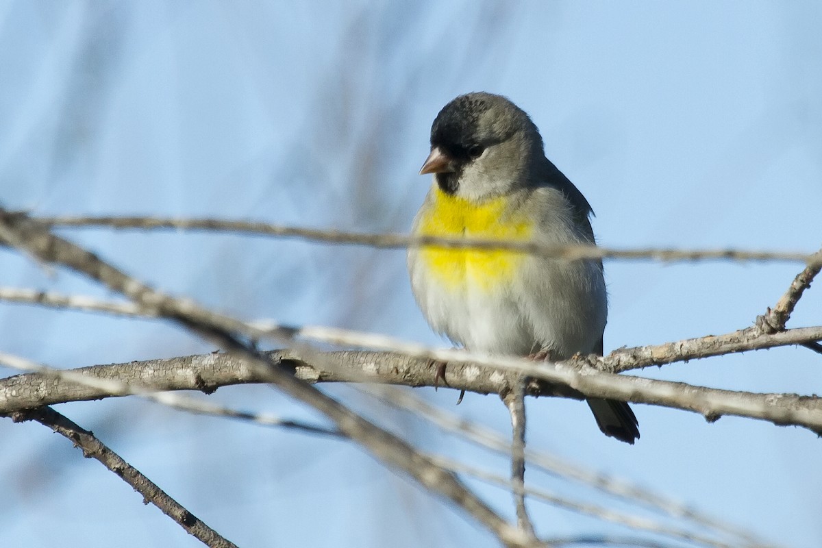 Lawrence's Goldfinch - ML51158001