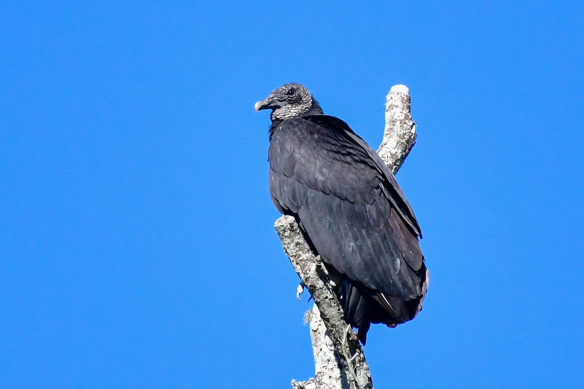 Black Vulture - ML511580501