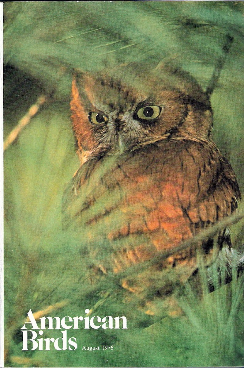 Eastern Screech-Owl - Ed Burroughs