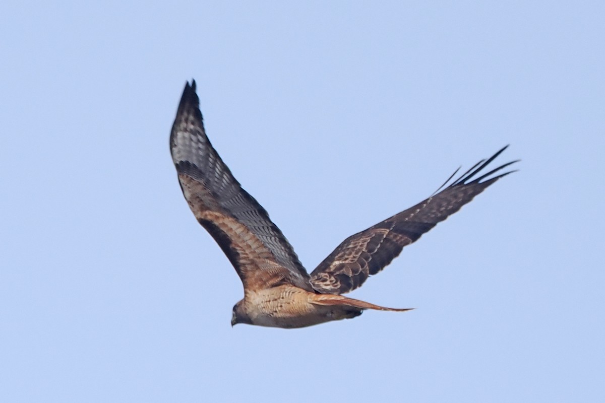 Red-tailed Hawk - ML511581891