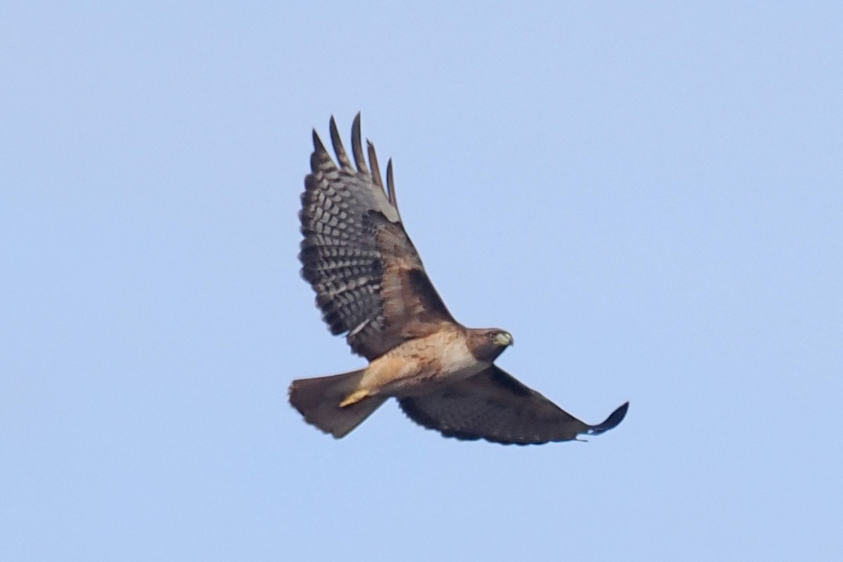 Red-tailed Hawk - ML511581901